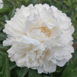 Пион Фестива Паудер Пафф