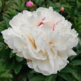 Пион Фестива Паудер Пафф