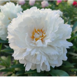 Пион Фестива Паудер Пафф