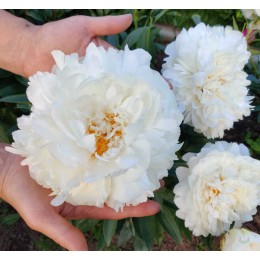 Пион Фестива Паудер Пафф