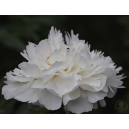 Пион Фестива Паудер Пафф