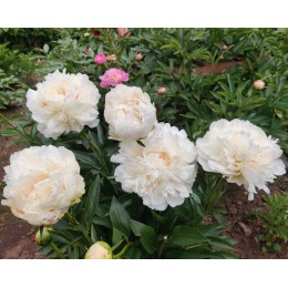 Пион Фестива Паудер Пафф