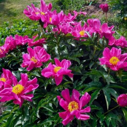 Пион Сиреневый Туман