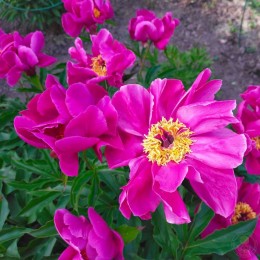 Пион Сиреневый Туман