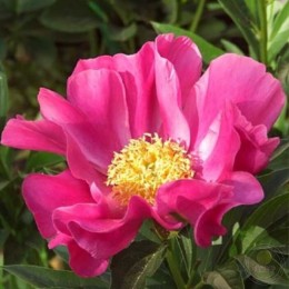 Пион Бантик