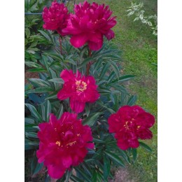 Пион Поручик Ржевский