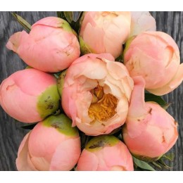 Пион Кинг'с Дэй