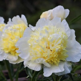 Пион Солнечный День