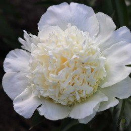 Пион Висконсин Крим