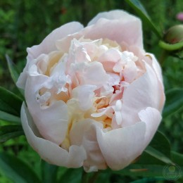 Пион Алиса Крусс