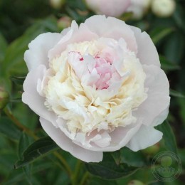 Пион Алиса Крусс