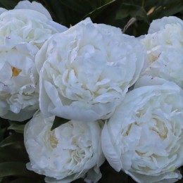 Пион Амалия Олсон