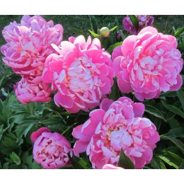 Пион Огюст Дессер