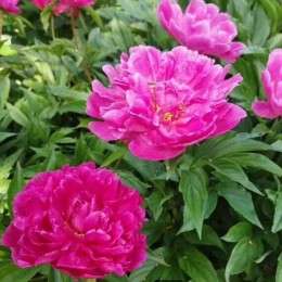 Пион Огюст Дессер