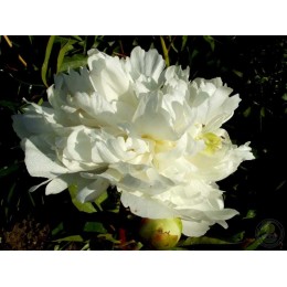 Пион Аваланш