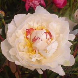 Пион Аваланш