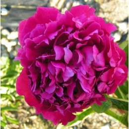 Пион Бест Мен