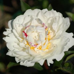 Пион Буль-де-Неж