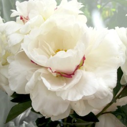 Пион Буль-де-Неж