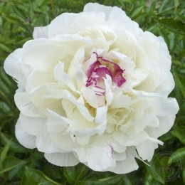 Пион Буль-де-Неж