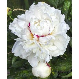 Пион Буль-де-Неж