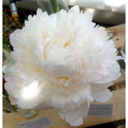 Пион Боул оф Крим