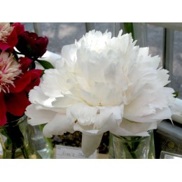 Пион Боул оф Крим