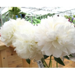 Пион Боул оф Крим