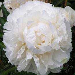 Пион Боул оф Крим