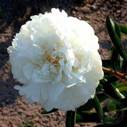 Пион Боул оф Крим