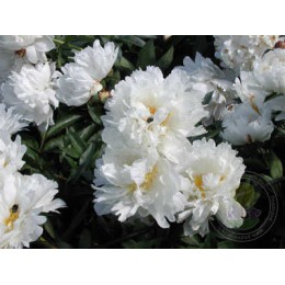 Пион Боул оф Крим