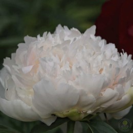 Пион Бразер Чак