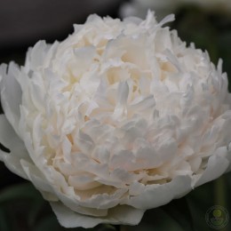 Пион Бразер Чак