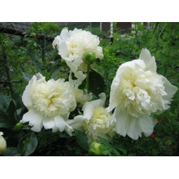 Пион Чарльз Уайт