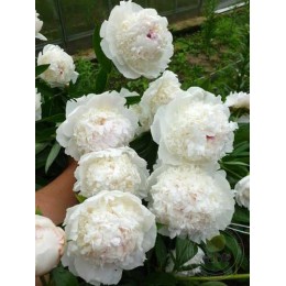 Пион Чарльз Уайт