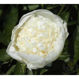 Пион Чарльз Уайт