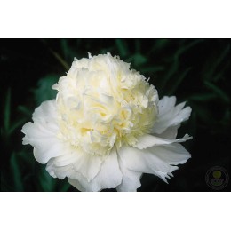 Пион Чарльз Уайт