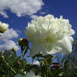 Пион Чарльз Уайт