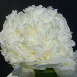 Пион Чарльз Уайт