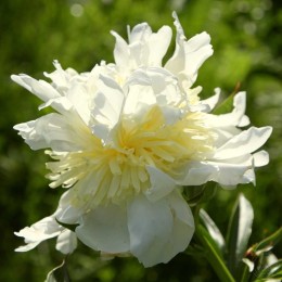 Пион Чеддер Чиз