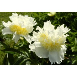 Пион Чеддер Чиз