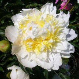 Пион Чеддер Чиз