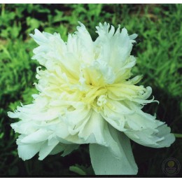 Пион Чеддер Чиз