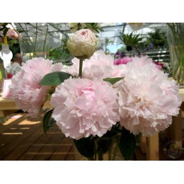 Пион Шифон Парфе