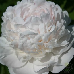 Пион Шифон Парфе