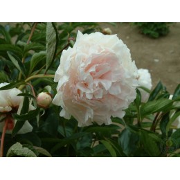 Пион Шифон Парфе