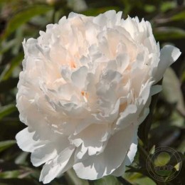 Пион Шифон Парфе