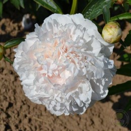 Пион Шифон Парфе