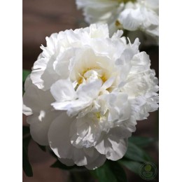 Пион Коринн Версан