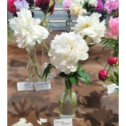 Пион Коринн Версан